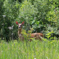 Encounter in the Wilderness