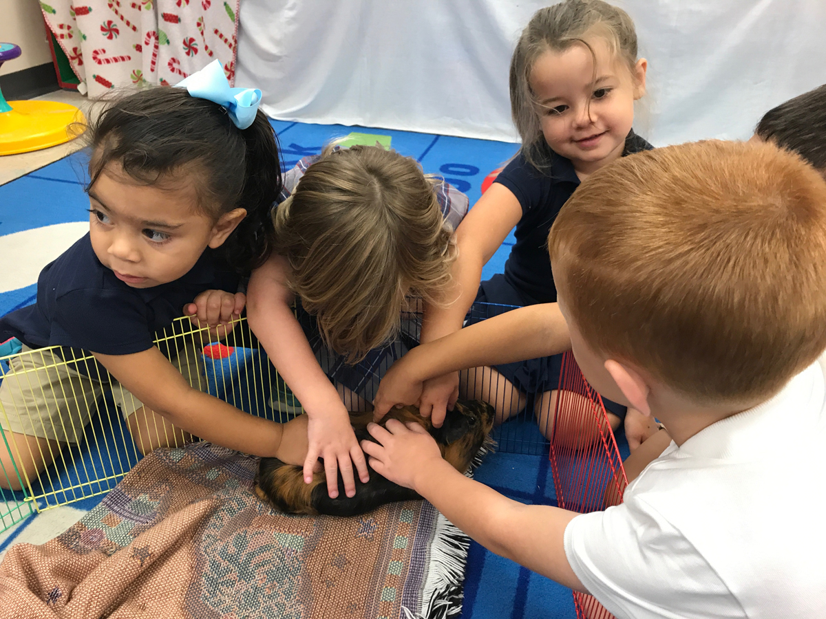 Catholic preschoolers play with guinea pig