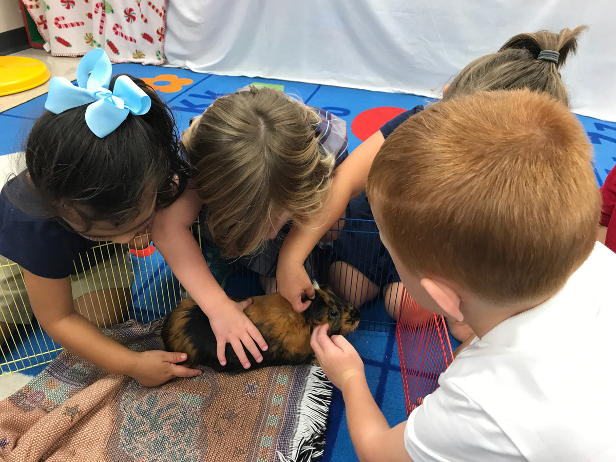 Sister Stefanie's preschool students pet their guinea pig