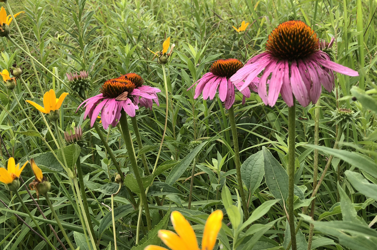 coneflowers