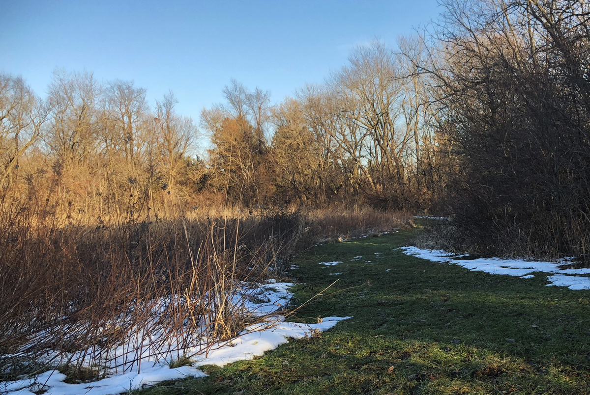 melting snow and green grass