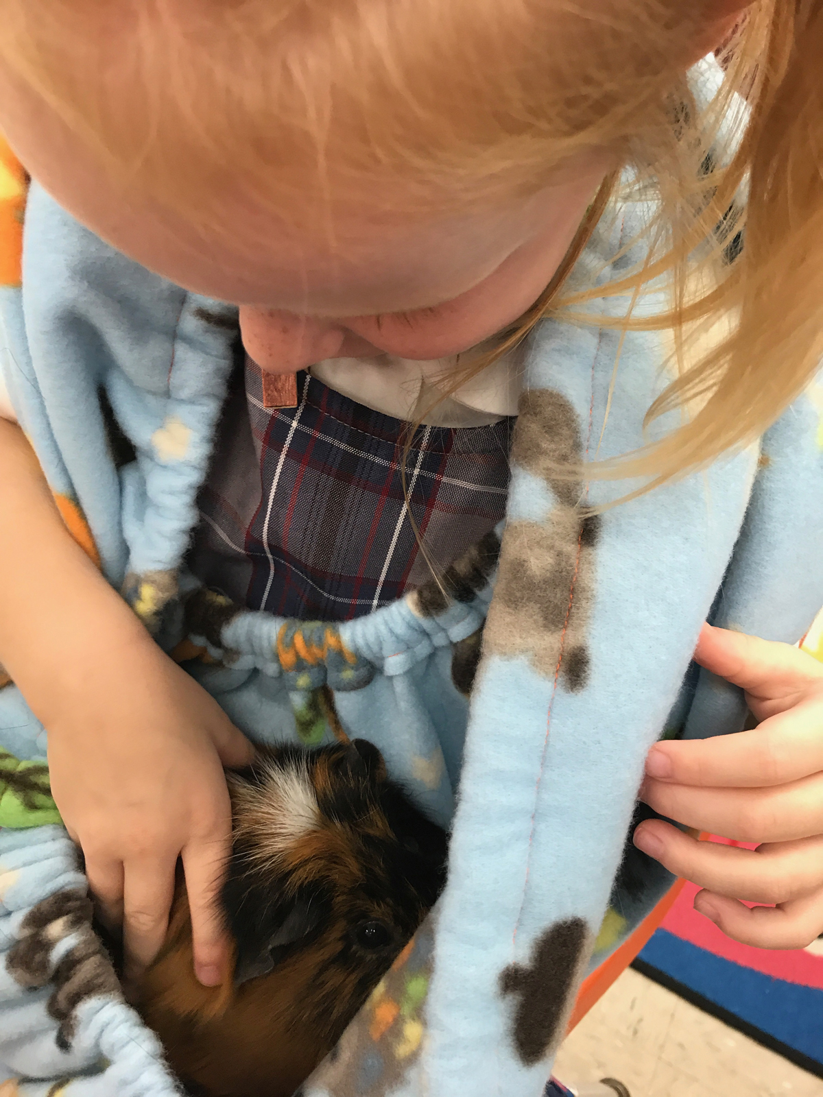 Catholic preschooler holds guinea pig