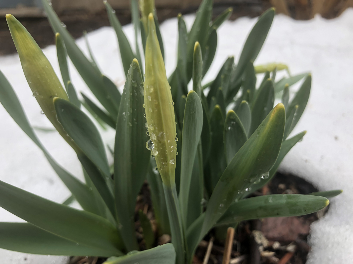 daffodils in snow