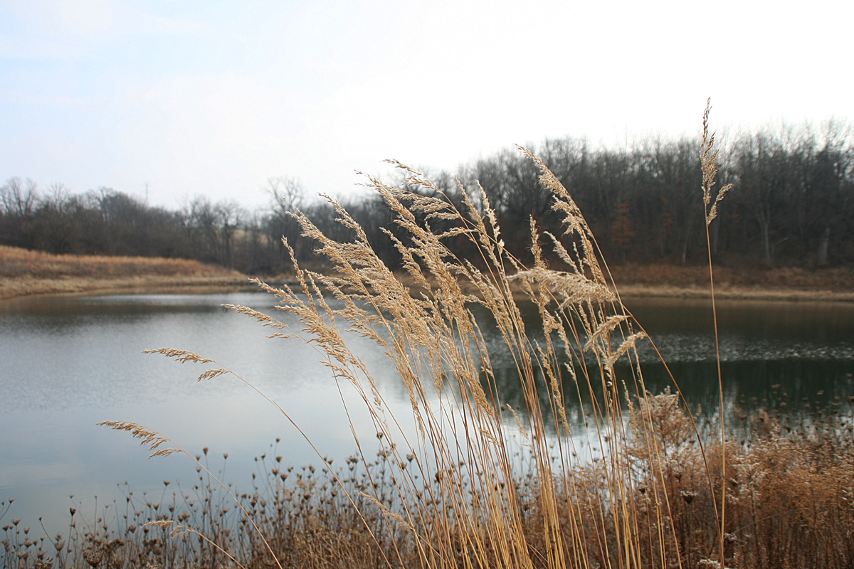 Grasses along lake at Benedictine Sisters Monastery in Rock Island IL