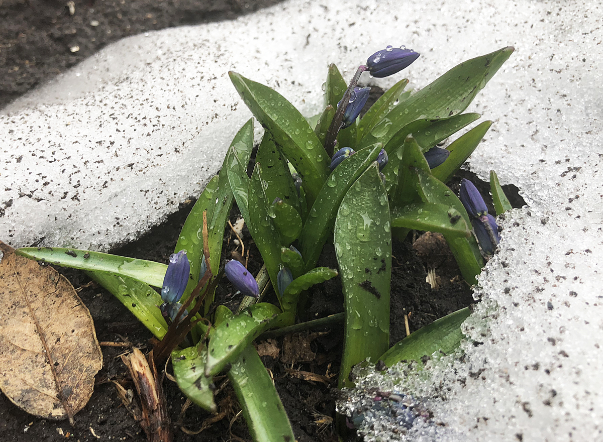 Spring flowers in snow