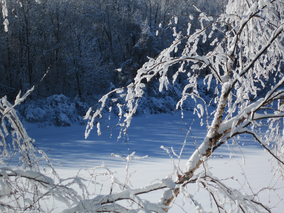 snow on trees