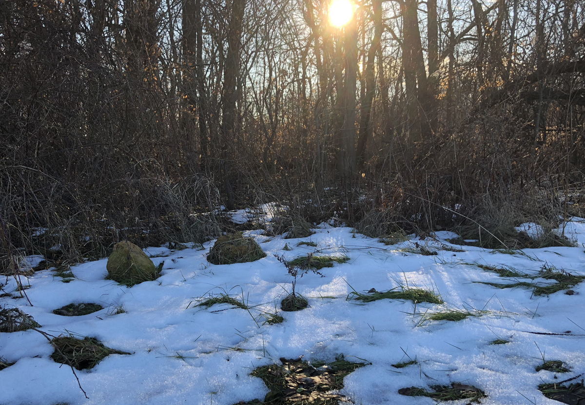 sun through trees